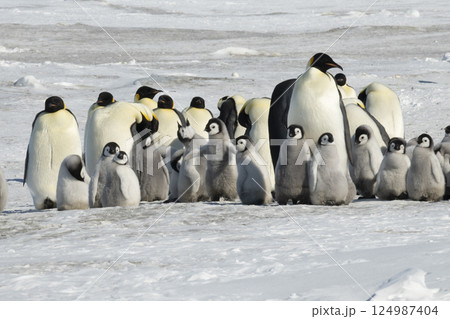 Emperor Penguins with chicks in Antarctica Emperor Penguins with chicks in Antarctica 124987404