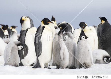Colony of emperor penguins at Snow Hill Island, Weddell Sea, Antarctica, Polar Regions Colony of emperor penguins at Snow Hill Island, Weddell Sea, Antarctica, Polar Regions 124987408