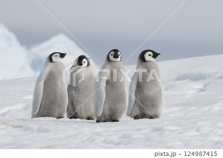 Emperor Penguin chicks, grouped together looking in different directions. Snow Hill Emperor Penguin Colony, Antarctica Emperor Penguin chicks, grouped together looking in different directions. Snow Hill Emperor Penguin Colony, Antarctica 124987415
