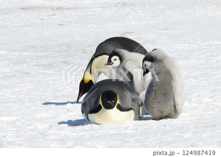 Emperor Penguin with two chicks in Antarctica  124987419