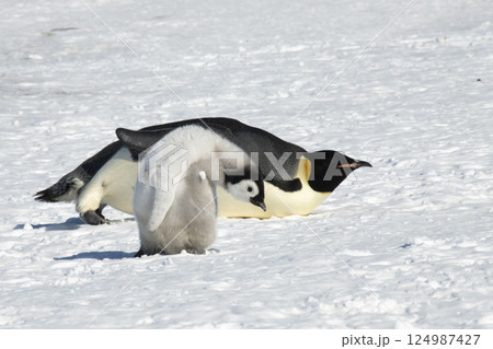 An Emperor Penguin with chick at the Emperor Penguin Colony at Snow Hill, Weddell Sea, Antarctica. October 2018.  124987427