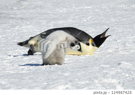 An Emperor Penguin with chick at the Emperor Penguin Colony at Snow Hill, Weddell Sea, Antarctica. October 2018.  124987428