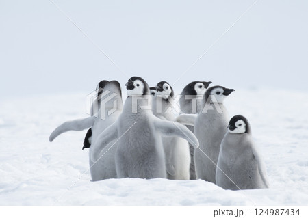 Emperor Penguins with chicks in Antarctica  124987434