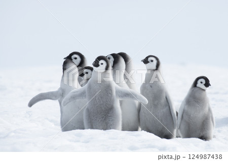 Emperor Penguin chicks, grouped together looking in different directions. Snow Hill Emperor Penguin Colony, Antarctica Emperor Penguin chicks, grouped together looking in different directions. Snow Hill Emperor Penguin Colony, Antarctica 124987438