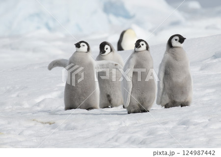 Emperor Penguin chicks, grouped together looking in different directions. Snow Hill Emperor Penguin Colony, Antarctica Emperor Penguin chicks, grouped together looking in different directions. Snow Hill Emperor Penguin Colony, Antarctica 124987442