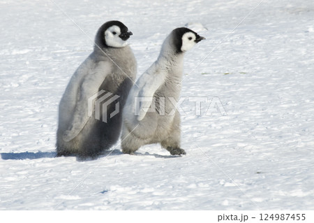 Emperor Penguin chick in Antarctica Emperor Penguin chick in Antarctica 124987455