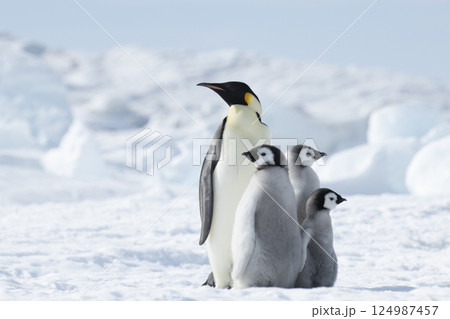 Emperor Penguin with three chicks in Antarctica Emperor Penguin with three chicks in Antarctica 124987457