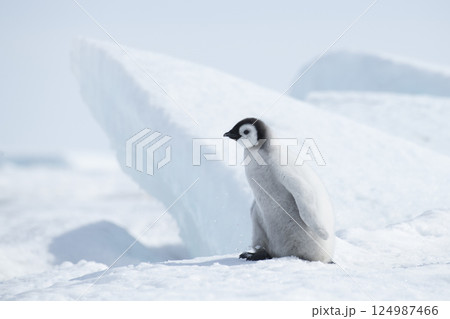Lonely Emperor Penguin chick on snow in Antarctica 124987466
