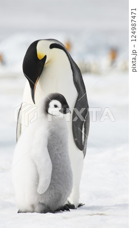 An Emperor Penguin with chick at the Emperor Penguin Colony at Snow Hill, Weddell Sea, Antarctica. October 2018. An Emperor Penguin with chick at the Emperor Penguin Colony at Snow Hill, Weddell Sea, Antarctica. October 2018. 124987471