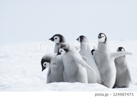 Emperor Penguin chicks, grouped together looking in different directions. Snow Hill Emperor Penguin Colony, Antarctica Emperor Penguin chicks, grouped together looking in different directions. Snow Hill Emperor Penguin Colony, Antarctica 124987473