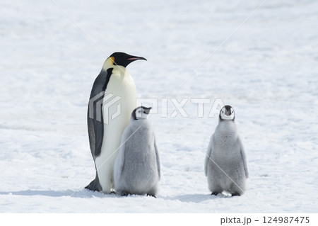 Emperor Penguin with two chicks in Antarctica  124987475