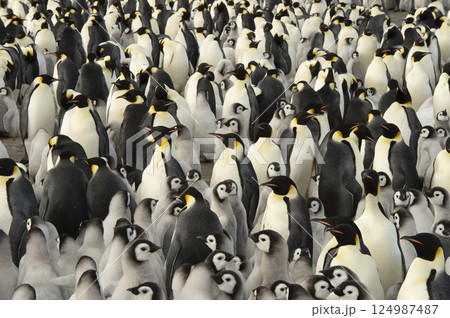 Colony of emperor penguins at Snow Hill Island, Weddell Sea, Antarctica, Polar Regions 124987487