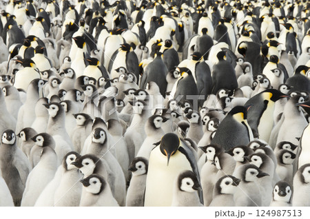 Colony of emperor penguins at Snow Hill Island, Weddell Sea, Antarctica, Polar Regions Colony of emperor penguins at Snow Hill Island, Weddell Sea, Antarctica, Polar Regions 124987513