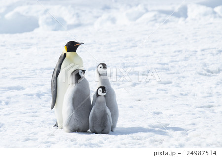 Emperor Penguin with three chicks in Antarctica  124987514