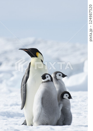 Emperor Penguin with three chicks in Antarctica  124987520