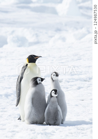 Emperor Penguin with three chicks in Antarctica Emperor Penguin with three chicks in Antarctica 124987530