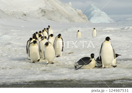 An Emperor Penguin with chick at the Emperor Penguin Colony at Snow Hill, Weddell Sea, Antarctica. October 2018.  124987531