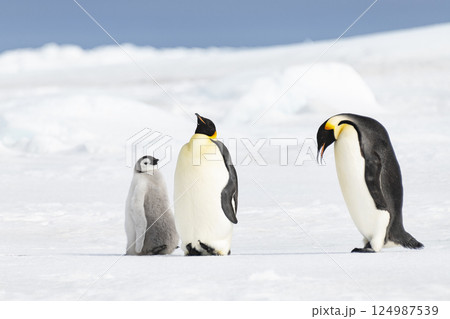Emperor Penguin with chick in Antarctica  124987539
