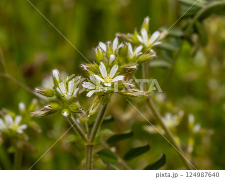 帰化植物であるオランダミミナグサの白い花 124987640
