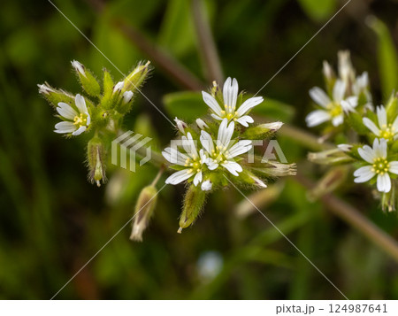 帰化植物であるオランダミミナグサの白い花 124987641