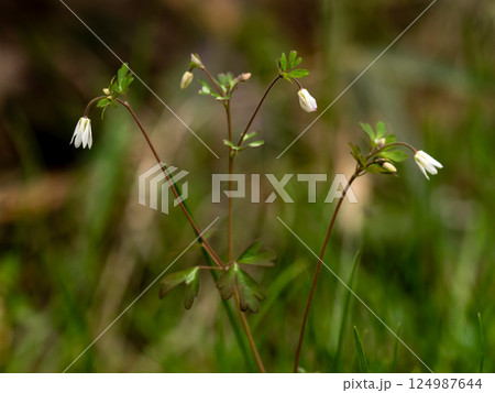 草原に咲く小さく白いヒメウズの花 草原に咲く小さく白いヒメウズの花 124987644
