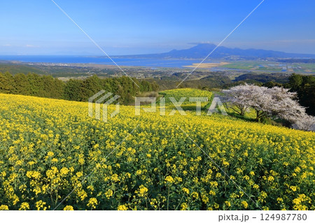 【長崎県】快晴の白木峰高原の満開の桜と菜の花畑 124987780