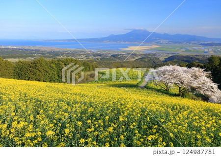【長崎県】快晴の白木峰高原の満開の桜と菜の花畑 124987781
