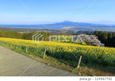 【長崎県】快晴の白木峰高原の満開の桜と菜の花畑 124987792