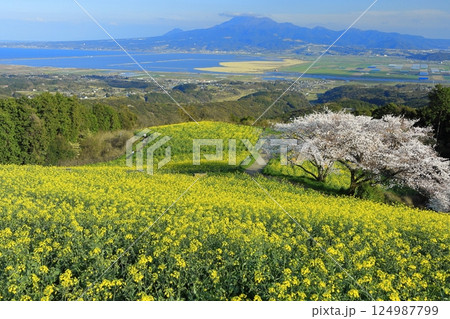 【長崎県】快晴の白木峰高原の満開の桜と菜の花畑 【長崎県】快晴の白木峰高原の満開の桜と菜の花畑 124987799