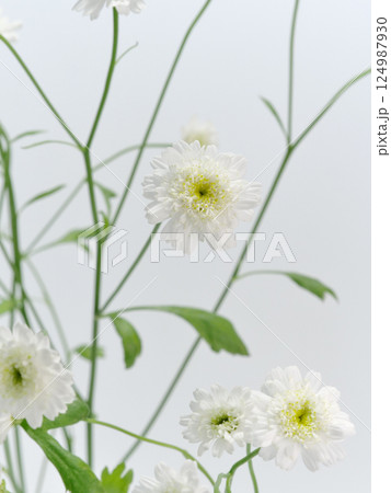 白色のマトリカリアの花【Feverfew】 白色のマトリカリアの花【Feverfew】 124987930