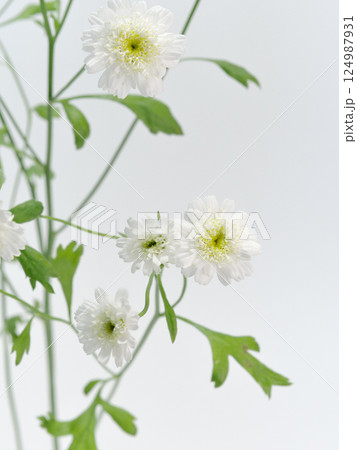 白色のマトリカリアの花【Feverfew】 124987931
