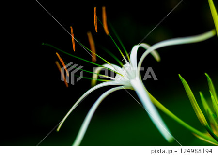 Abstract colored background close up. Macro flowers and petals Abstract colored background close up. Macro flowers and petals 124988194