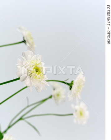 白色のマトリカリアの花【Feverfew】 白色のマトリカリアの花【Feverfew】 124988203