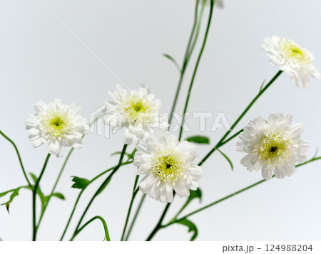 白色のマトリカリアの花【Feverfew】 124988204