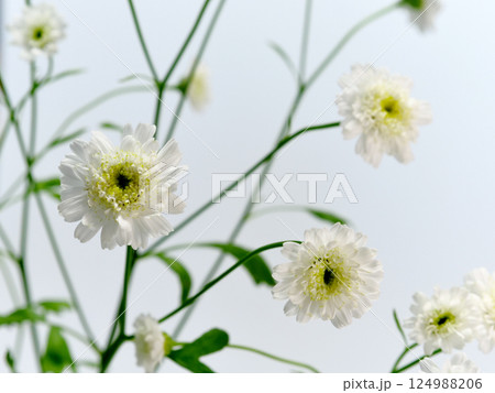 白色のマトリカリアの花【Feverfew】 124988206