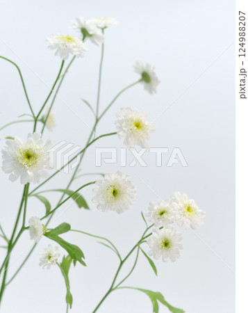 白色のマトリカリアの花【Feverfew】 124988207