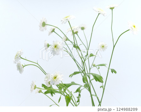 白色のマトリカリアの花【Feverfew】 124988209