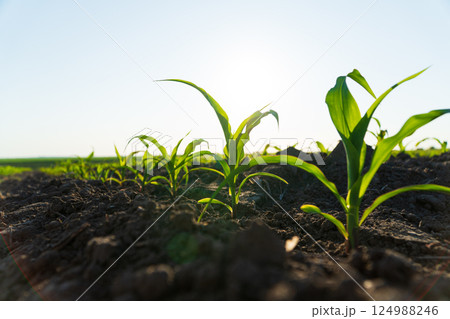 Fresh green sprouts of corn. Growing corn 124988246