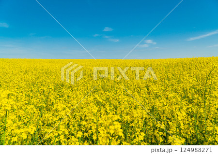 Rape flower field against blue sky. Vivid blue and yellow colors for backgrounds 124988271