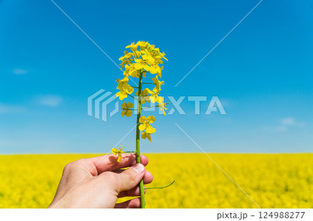 Farmer in a field holding yellow rape in his hands. Growing rape. Agriculture and agronomy theme 124988277