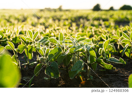 Young soybean plants growing in cultivated field, soft focus 124988306