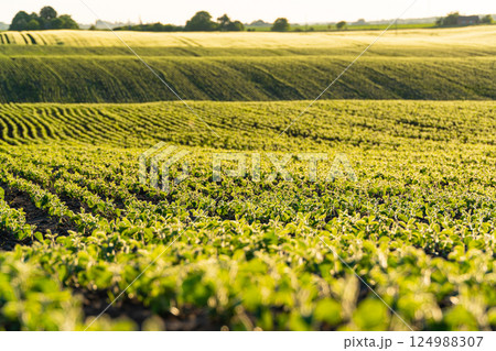 Young soybean plants growing in cultivated field with sunset sun, soft focus Young soybean plants growing in cultivated field with sunset sun, soft focus 124988307