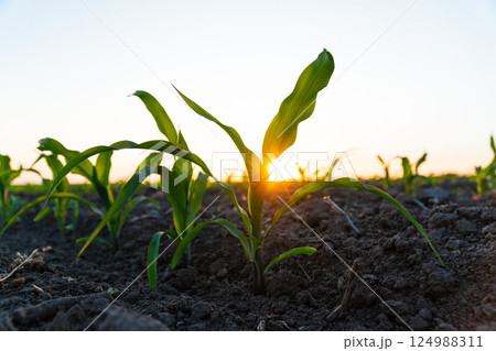 Young corn plants growing in cultivated field with sunset sun, soft focus 124988311