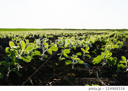 Young Soy Plants. Soy Field with sunset sun. Soya field in early stage. Agricultural crops in the open field Young Soy Plants. Soy Field with sunset sun. Soya field in early stage. Agricultural crops in the open field 124988316