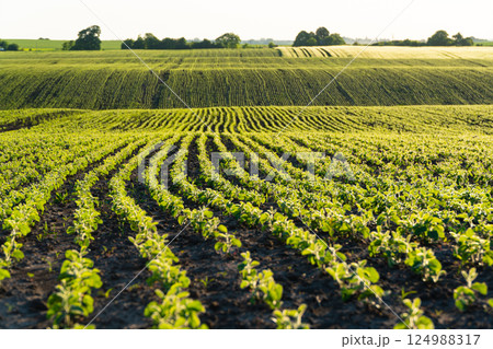 Rows of young soy plants on a fertile field with dark soil. Rows of sunlit young soya plants. Beautiful growing plant soy background Rows of young soy plants on a fertile field with dark soil. Rows of sunlit young soya plants. Beautiful growing plant soy background 124988317