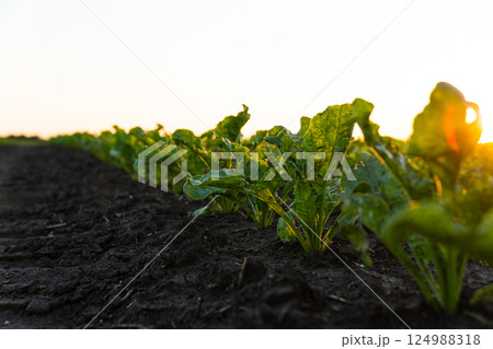 Young Sugar Beet Plants. Sugar Beet Field with sunset sun. Sugar beet field in early stage. Agricultural crops in the open field Young Sugar Beet Plants. Sugar Beet Field with sunset sun. Sugar beet field in early stage. Agricultural crops in the open field 124988318