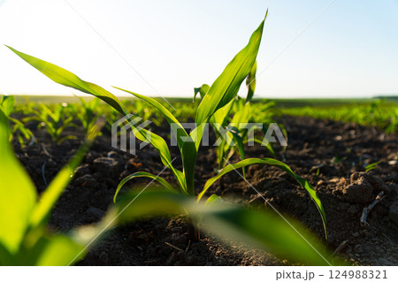 Close up green young corn maize plants. Young corn field with sunset. Fresh green sprouts of maize 124988321