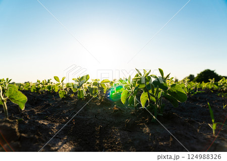 Fresh green soy plants on the field in summer. Young soy crops during the period of active growth. Rows of young soybean plants. Agricultural crops in the open field 124988326