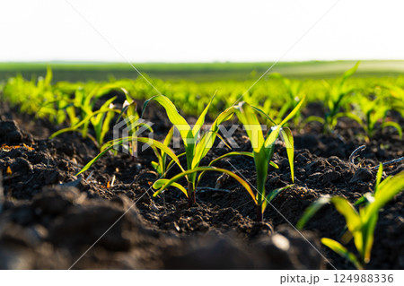 Close up of young corn plants. Young green corn grows on a field in black soil. Green corn maize field in early stage 124988336