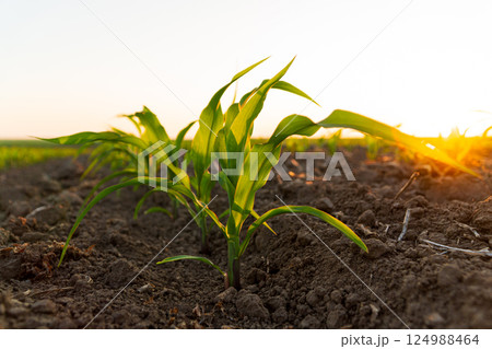 Corn sprouts in a corn field. Close-up of a corn sprout at sunset. Beautiful green sprout of corn. Corn cultivation Corn sprouts in a corn field. Close-up of a corn sprout at sunset. Beautiful green sprout of corn. Corn cultivation 124988464